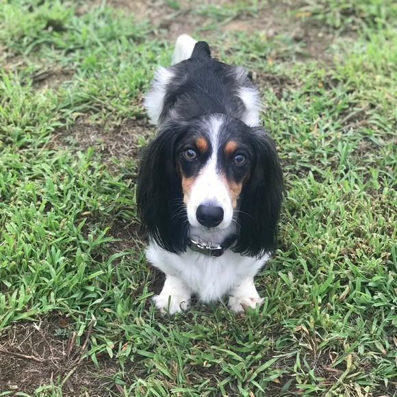 Meet your Posher, Thomas - Picture 6 of 8